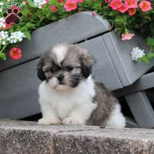 Riddle, Teddy Bear Puppy